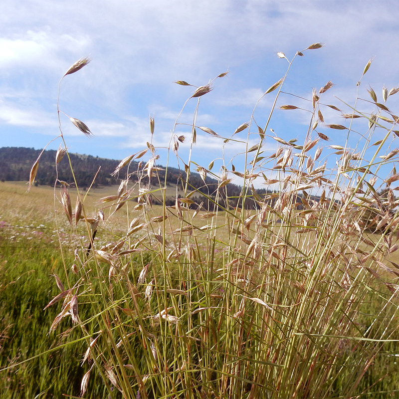 Cover Crop California Red Oats LeBallister s Seed Fertilizer