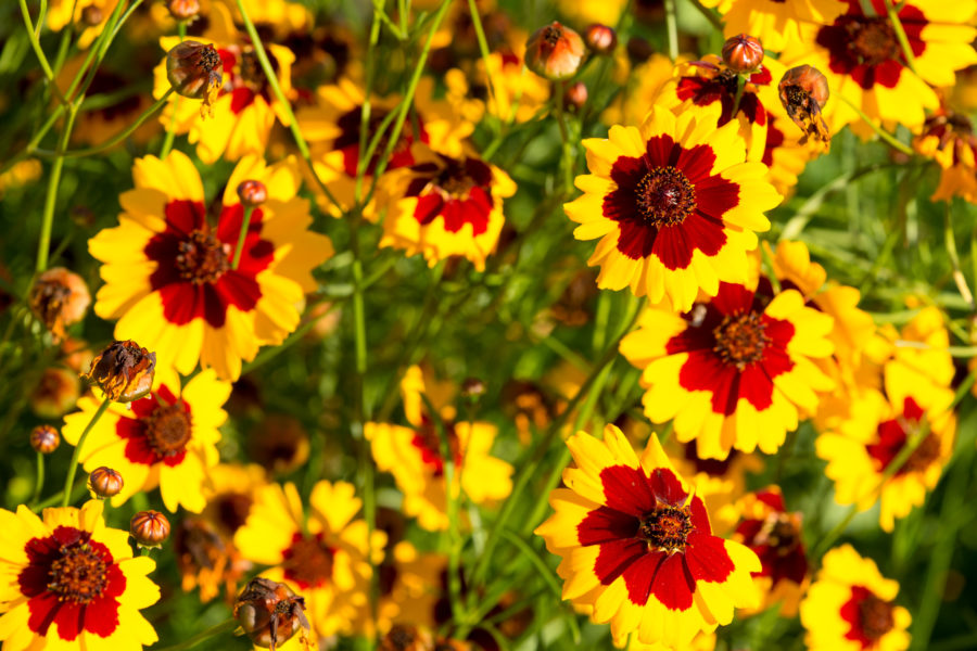 Coreopsis, Plainsper lb LeBallister's Seed & Fertilizer