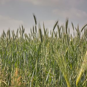 California Brome Grass 'Cucamonga