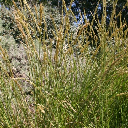 Danthonia californica –California Oatgrass–per lb – LeBallister's Seed ...