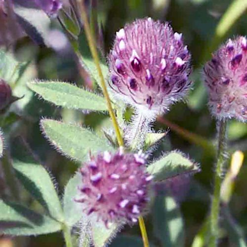 ROSE CLOVER LeBallister's Seed & Fertilizer