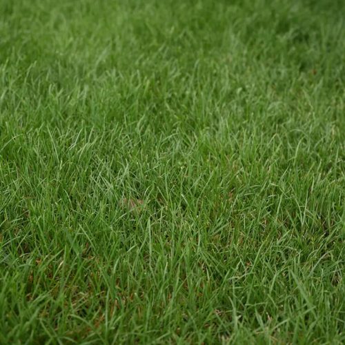 MVP TALL FESCUE BLEND LeBallister's Seed & Fertilizer