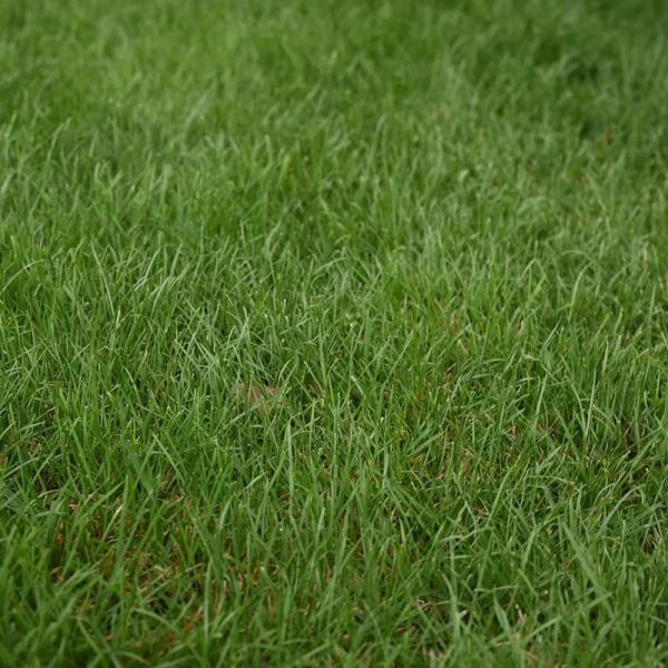 MVP TALL FESCUE BLEND – LeBallister's Seed & Fertilizer