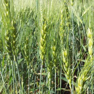 best price wheat organic Le Ballister's