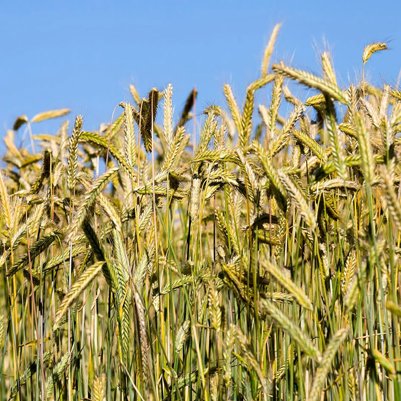 beardless-wheat-at Le Ballisters Sonoma County CA