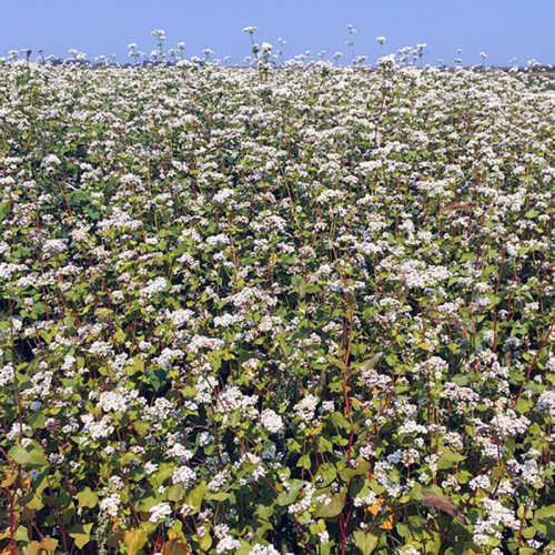 Cover Crop Buckwheat LeBallister's Seed & Fertilizer