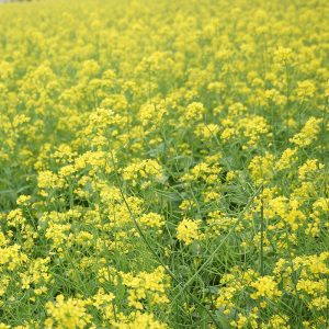 canola-mustard-field-yellow-mustard-and-cabbage-family-plant-brassica-rapa-brassica-flowering-plant-crop-grass-Le-Ballister's