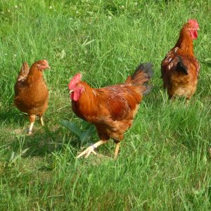 chicken-pasture-mix-Le Ballisters