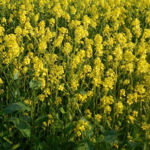 cover crop mustard common at Le Ballisters