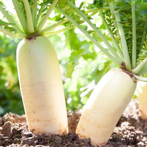 Cover Crop Radish (Daikon) LeBallister's Seed & Fertilizer