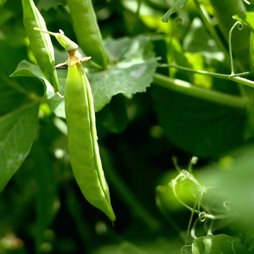 Cover Crop – Dundale Peas – LeBallister's Seed & Fertilizer