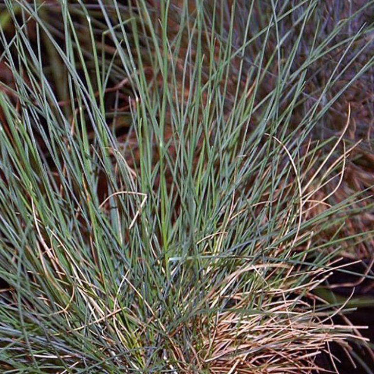 FINE FESCUE Hard Fescue LeBallister's Seed & Fertilizer