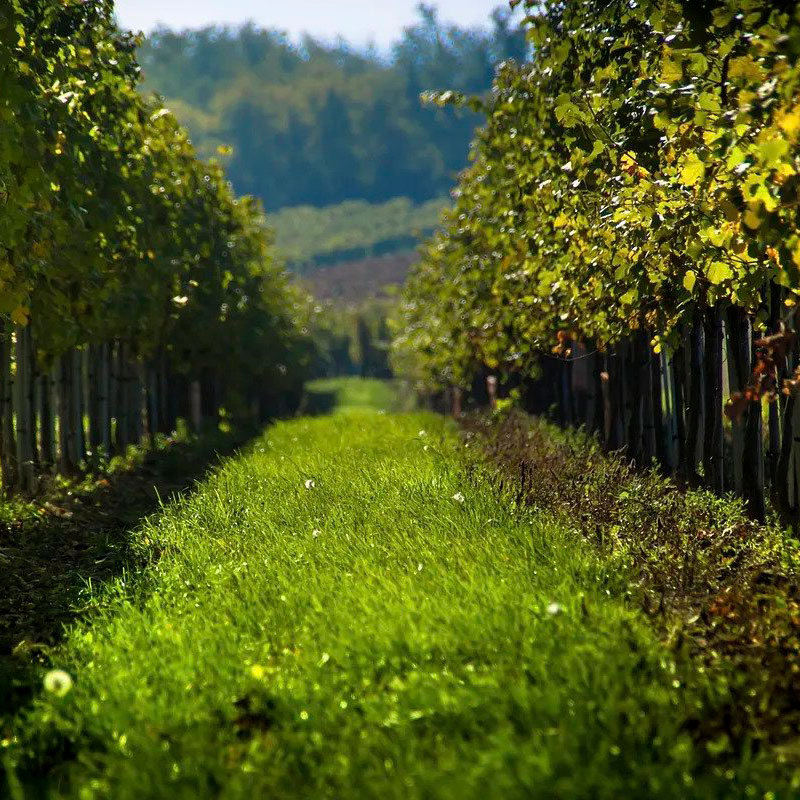 vineyard-cover-crop at Le Ballister's in Santa Rosa CA