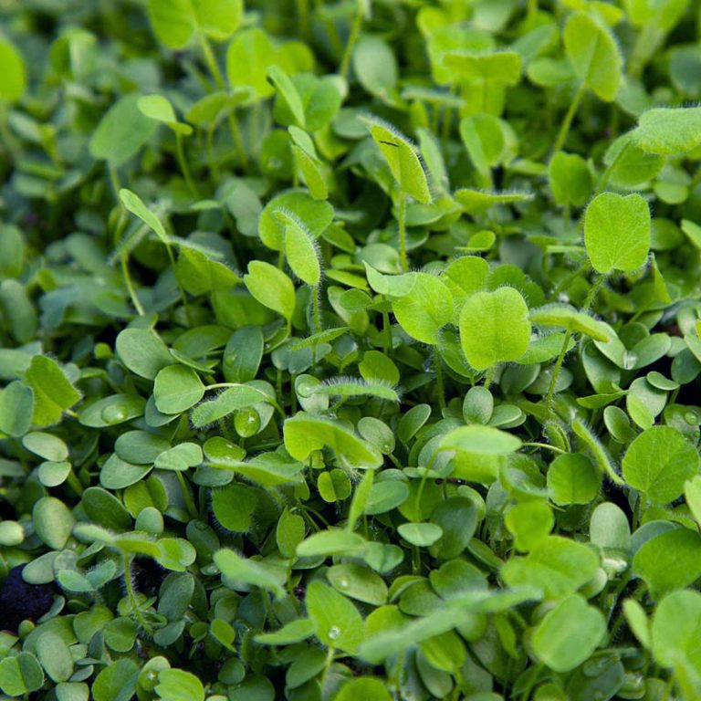 Clovers LeBallister's Seed & Fertilizer