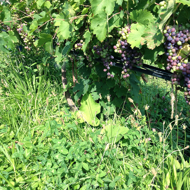 vineyard cover crop Le Balister's